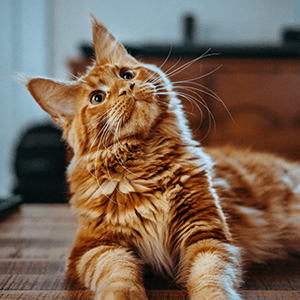 Adopt a shelter Pet
