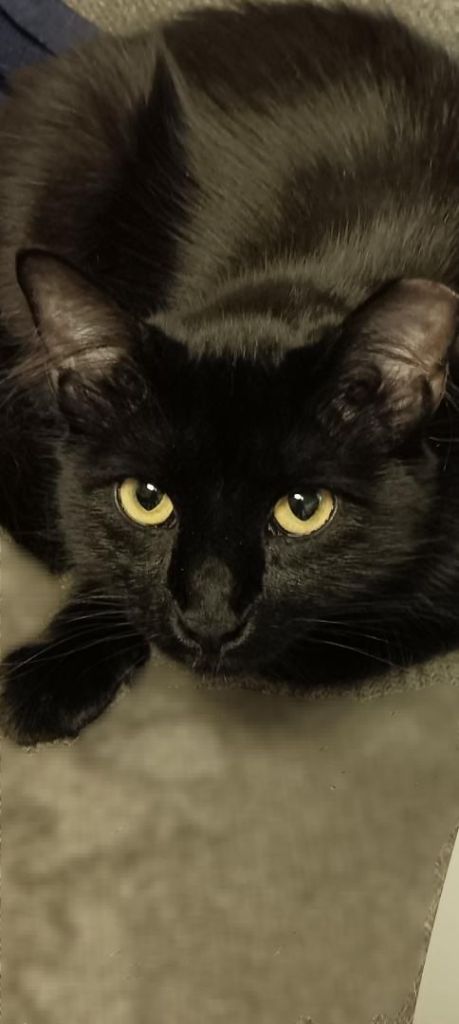 Never run out. Get pet food and treats auto-delivered. Meet Harriet